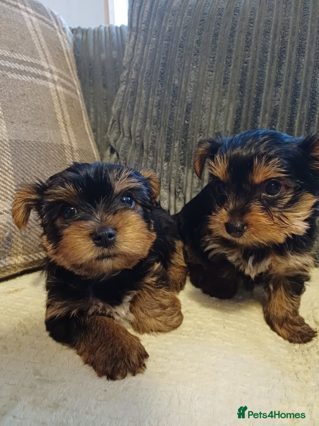 Yorkshire Terrier dogs for sale: Gorgeous puppies❤️❤️🩵🩵 - Advert 15