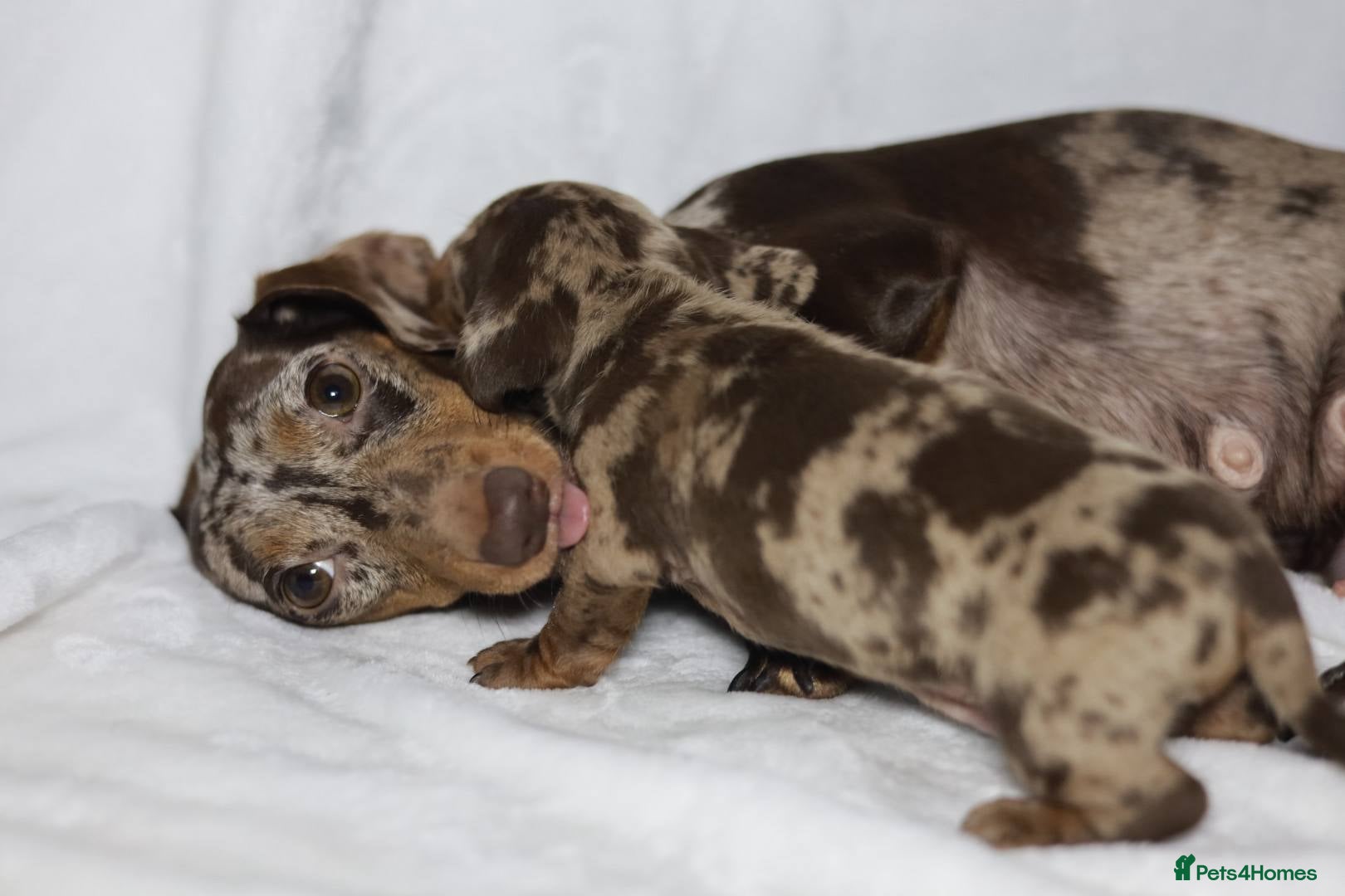 Dachshund dogs KC miniature Dachshund puppies  - Advert 2