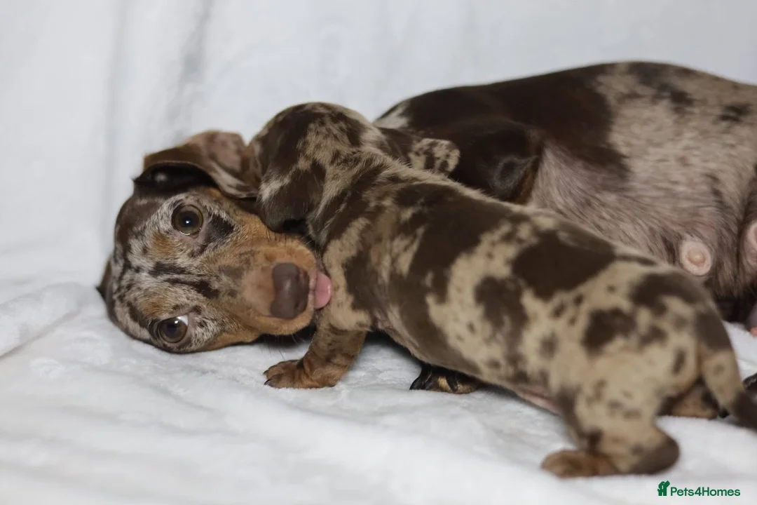 Dachshund dogs for sale: KC miniature Dachshund puppies  - Advert 1