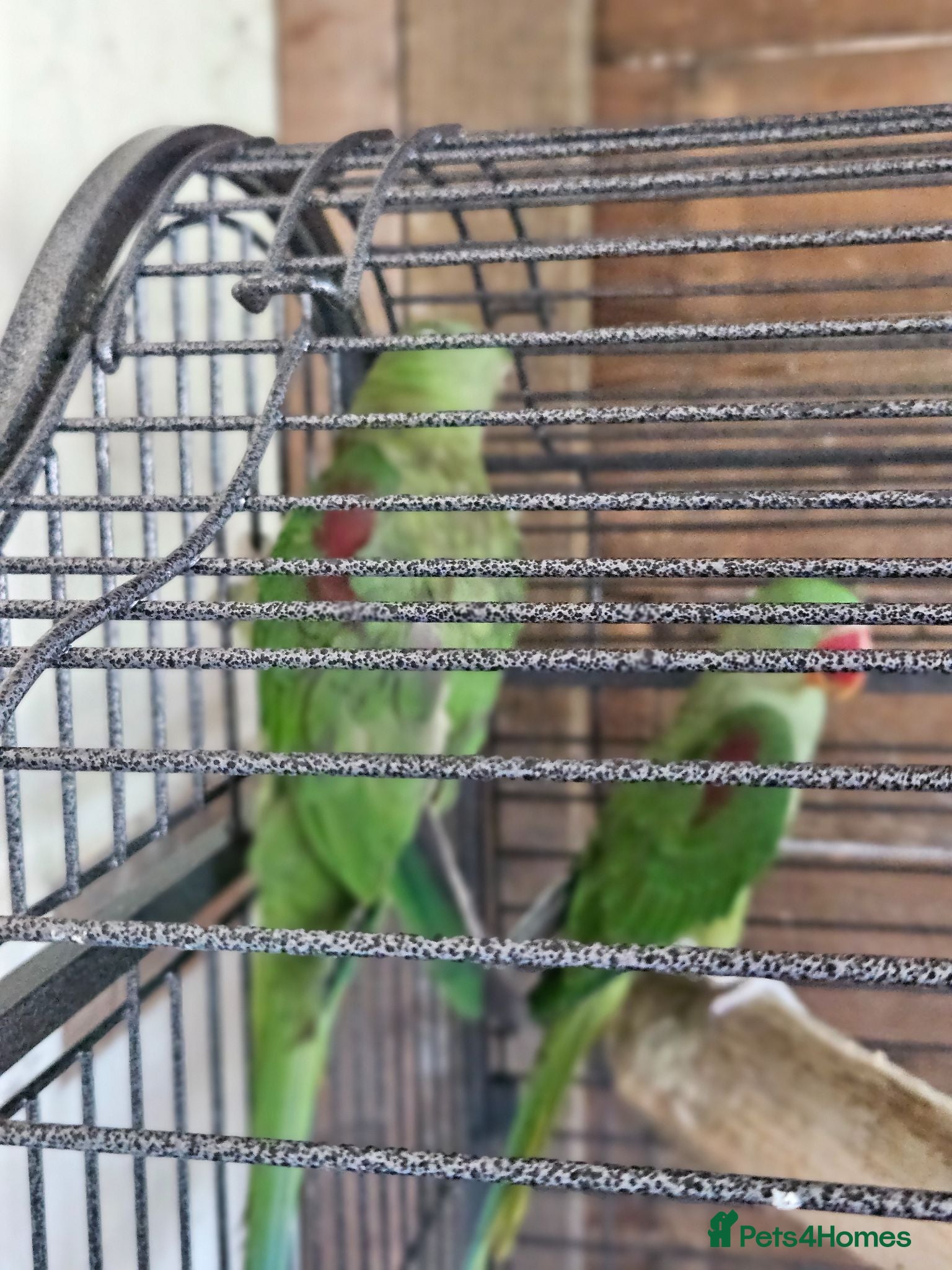 Parrots birds Pair of Alexandrine parrots for sale - Advert 4