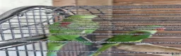 Parrots birds for sale: Pair of Alexandrine parrots for sale - Advert 1