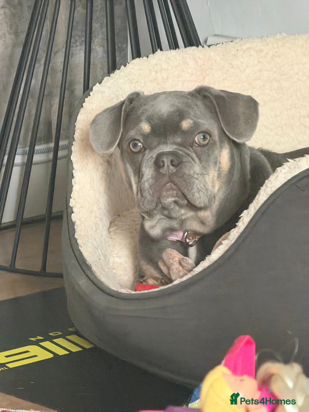 French Bulldog dogs for sale: French bulldog  - Advert 3