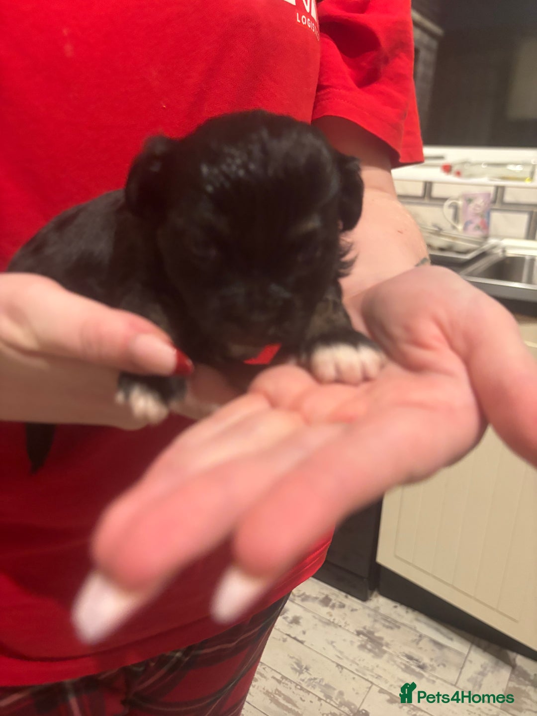 Chihuahua dogs for sale: Chihuahua pups - Advert 22