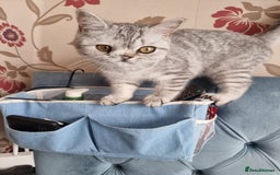 British Shorthair cats for sale: Silver Tabby Classic 5 Months Old GCCF Pedigree - Image 9