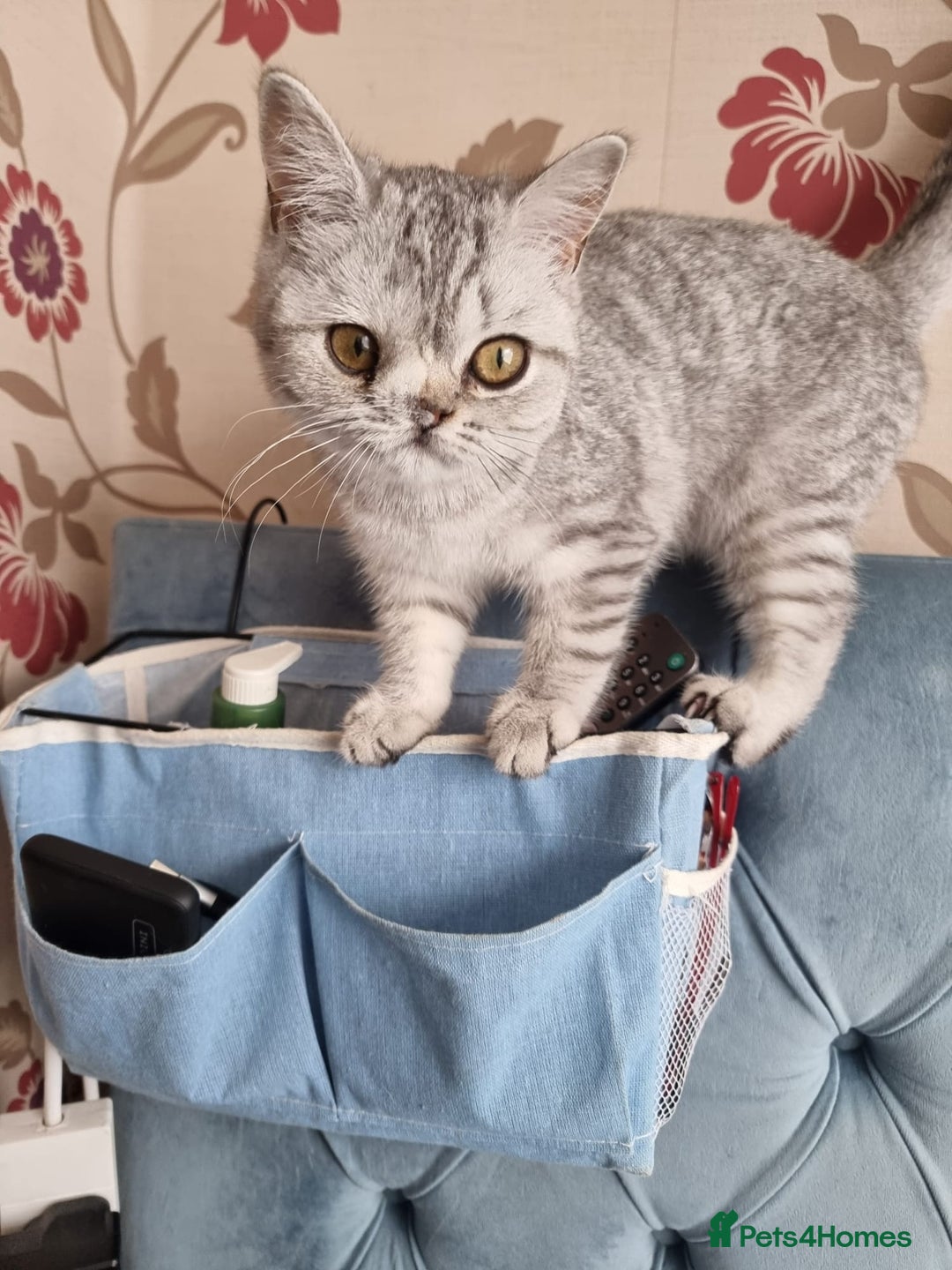 British Shorthair cats for sale: Silver Tabby Classic 5 Months Old GCCF Pedigree - Image 9