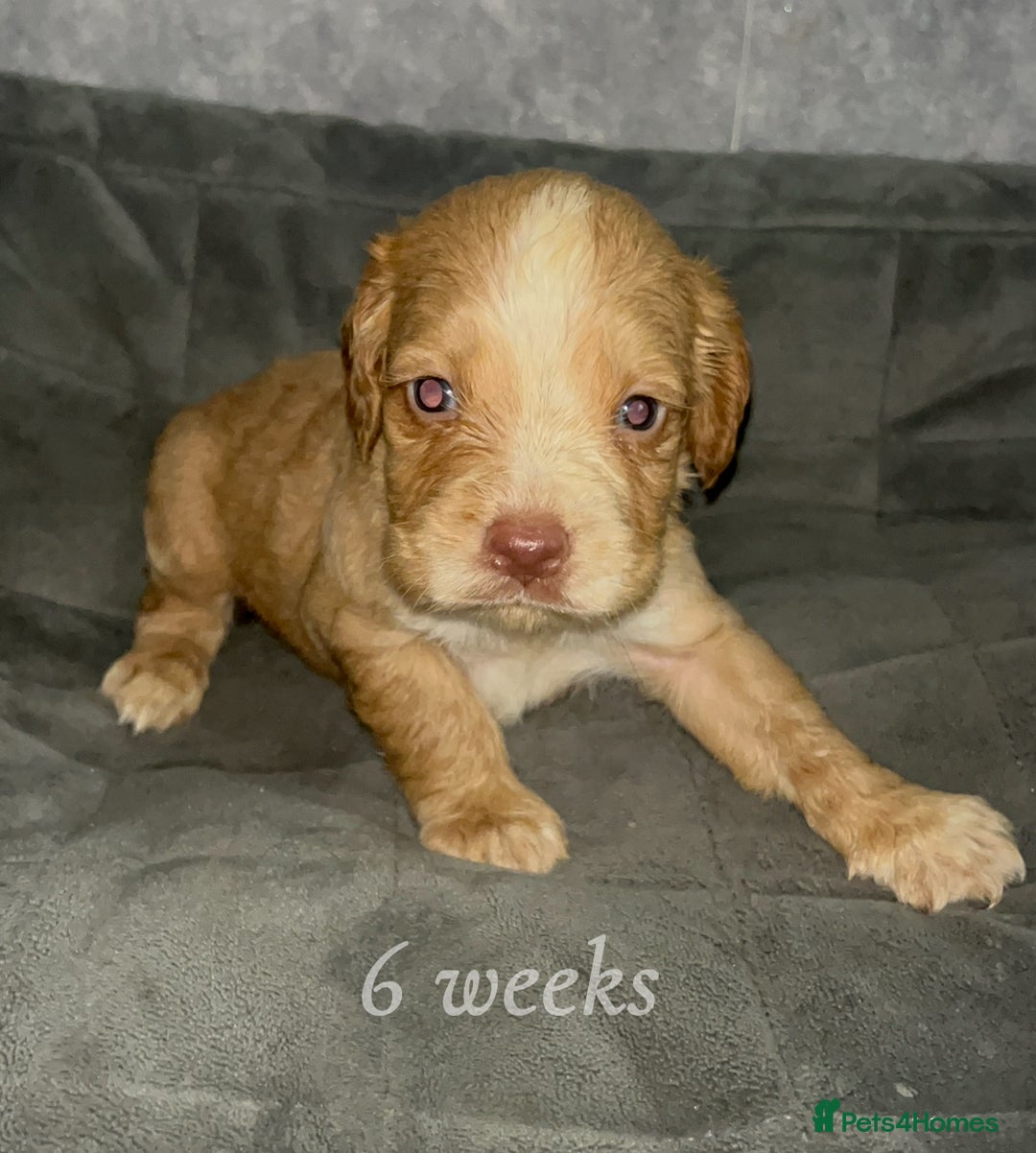 Cocker Spaniel dogs for sale: Cocker spaniel puppies  - Image 12
