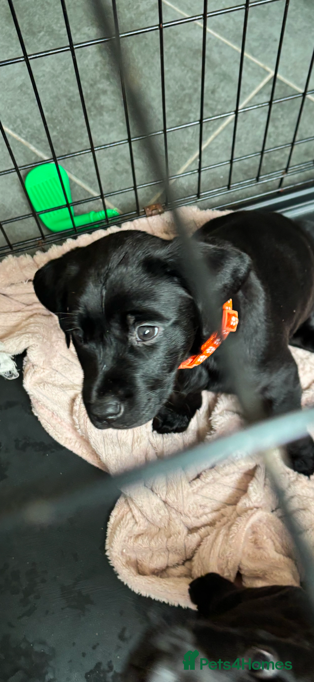 Labrador Retriever dogs for sale: Black lab 1 girl remaining reduced not 2 be missed - Image 4
