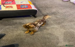 Miniature Dachshund dogs for stud: Meet Loki, miniature dachshund - Image 11