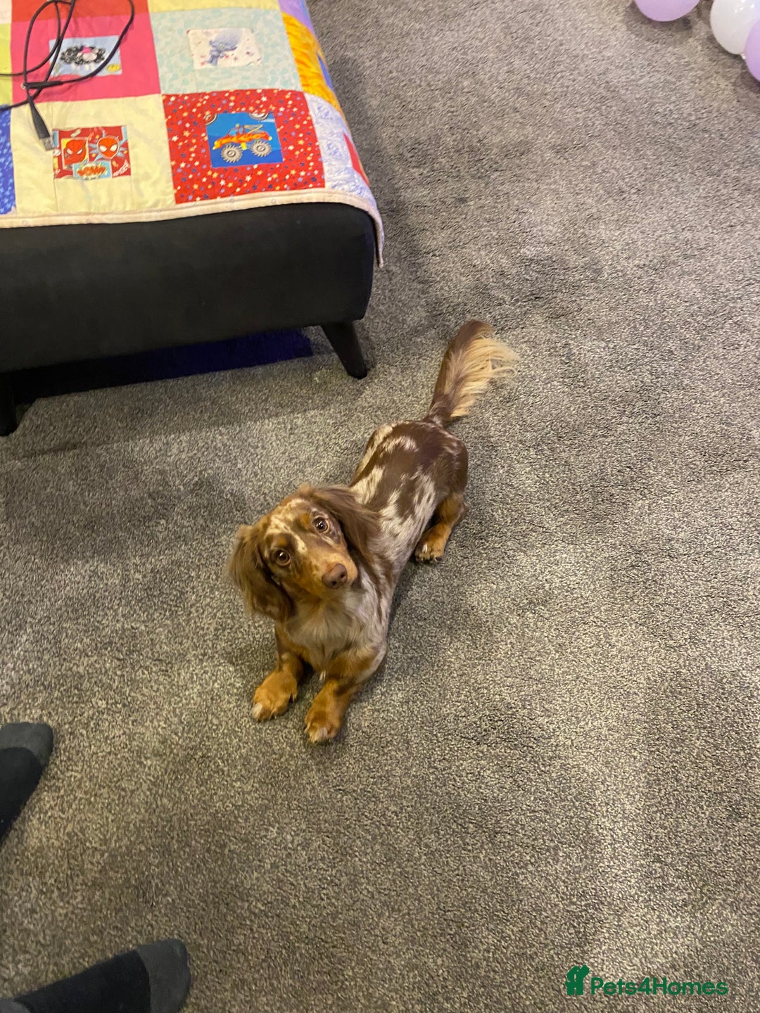 Miniature Dachshund dogs for stud: Meet Loki, miniature dachshund - Image 11
