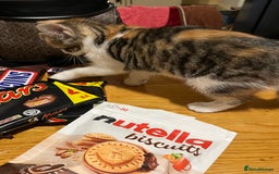 Mixed Breed cats for sale: Kittens  - Image 6