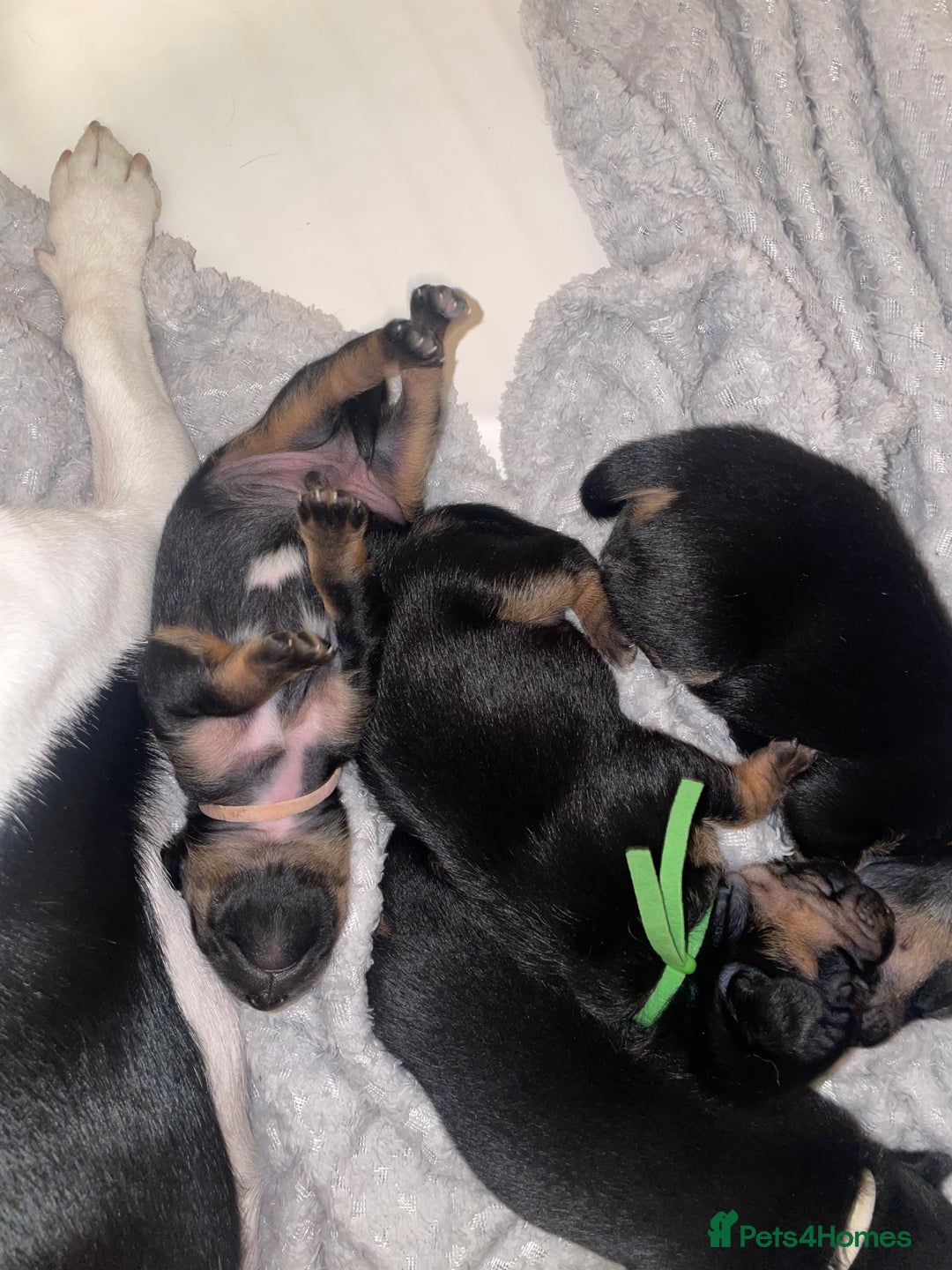 Jack Russell dogs for sale: Jack Russell Puppies - Advert 15