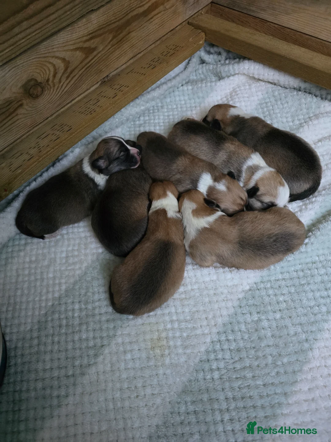 Welsh Corgi Pembroke dogs for sale: KC Beautiful Welsh Pembroke Corgi puppies. - Advert 1