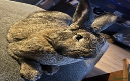 Continental Giant rabbits for sale: Rubeus - Image 1