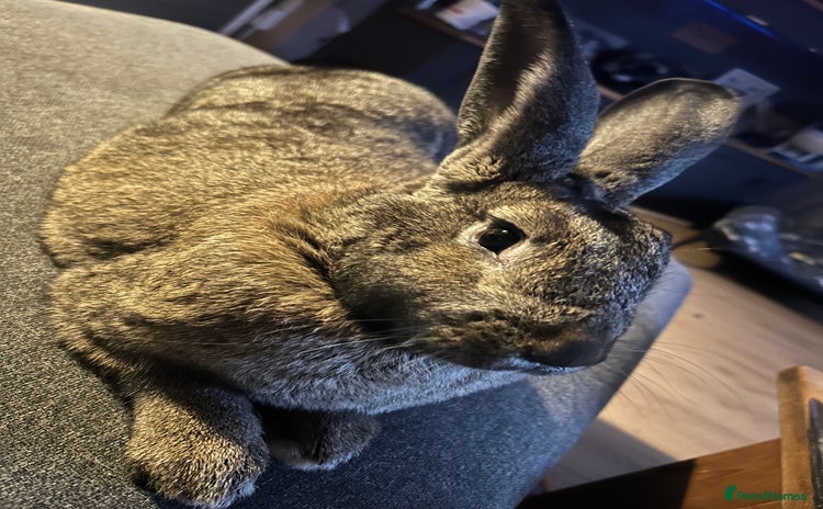 Continental Giant rabbits - Advert 1