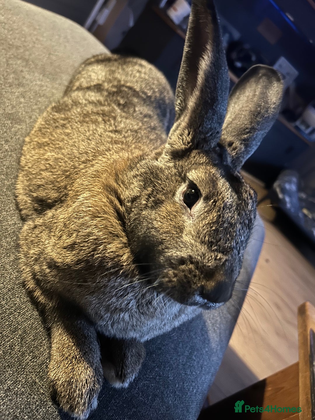 Continental Giant rabbits for sale: Rubeus - Image 1