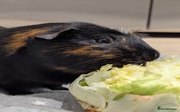 Guinea Pig rodents for sale: 2 Boar Male Guinea Pigs  - Advert 6