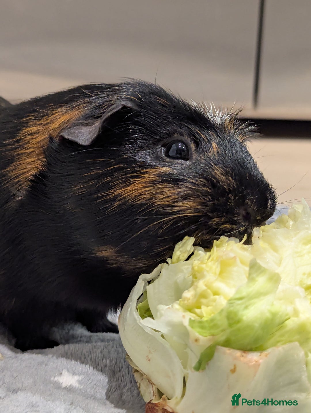 Guinea Pig rodents for sale: 2 Boar Male Guinea Pigs  - Advert 6