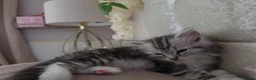 Persian cats for sale: Persian Mix Male Kitten - Advert 3