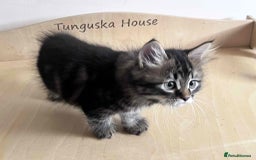 Siberian cats for sale: Beautiful purebred Siberian kittens-Hypoallergenic - Image 10