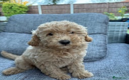 Miniature Poodle dogs for sale: Miniature poodle puppies ready now  - Image 4