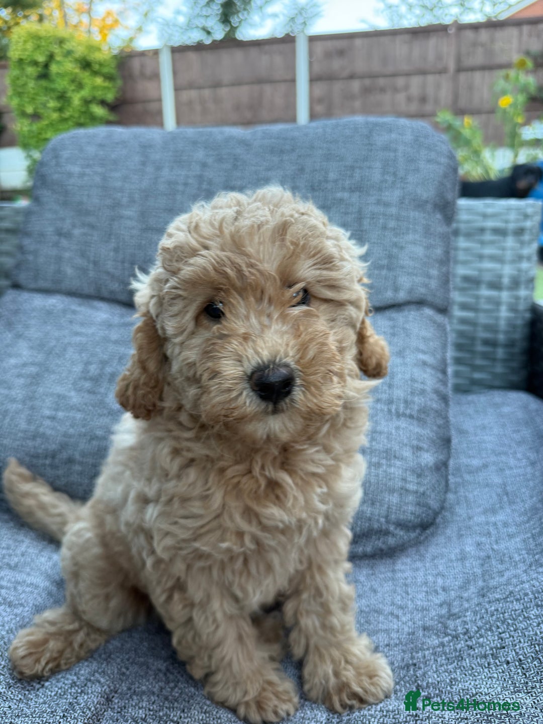 Miniature Poodle dogs for sale: Miniature poodle puppies ready now  - Image 4