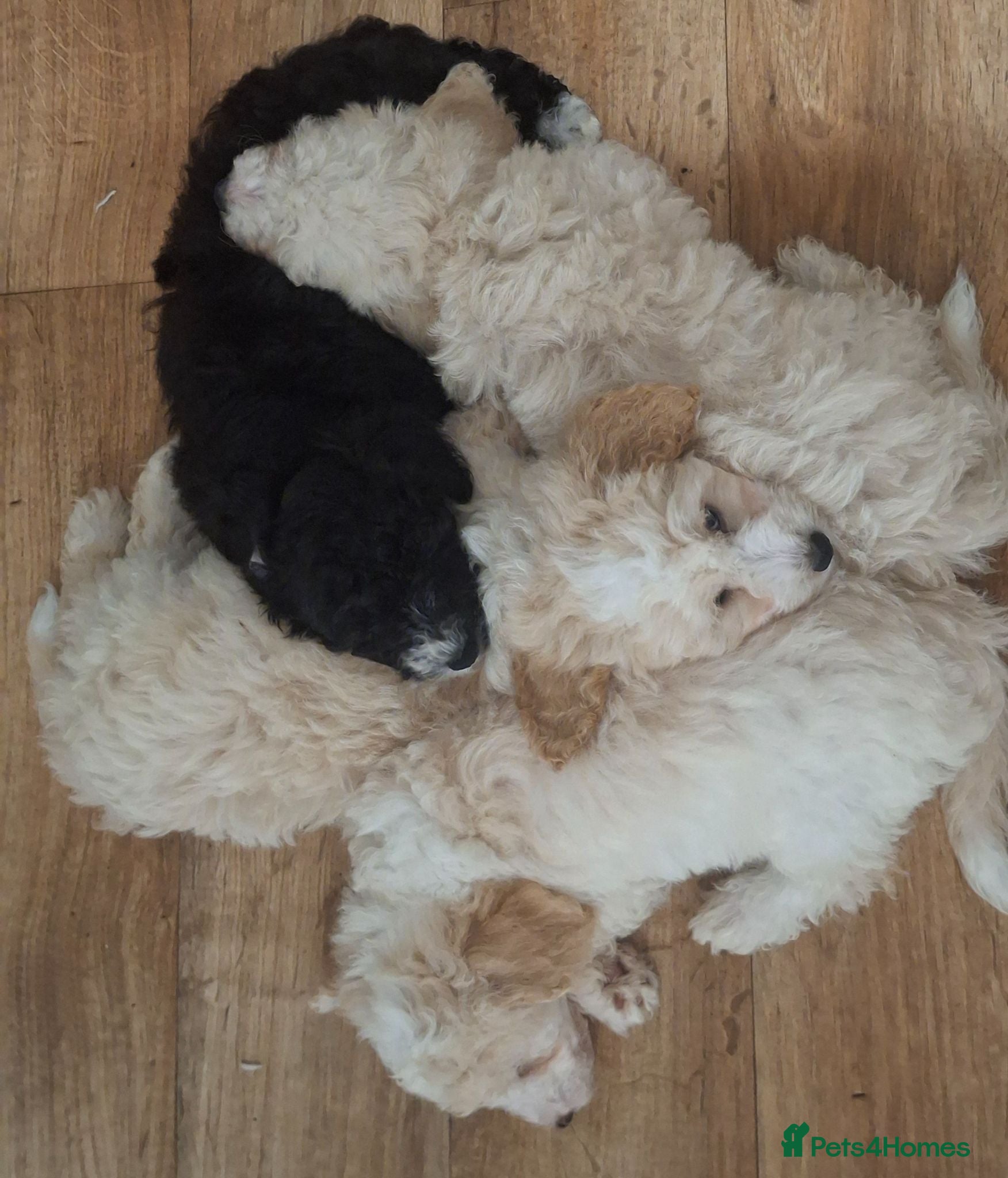 Maltipoo dogs Ready now Beautiful fluffy pups - Advert 4