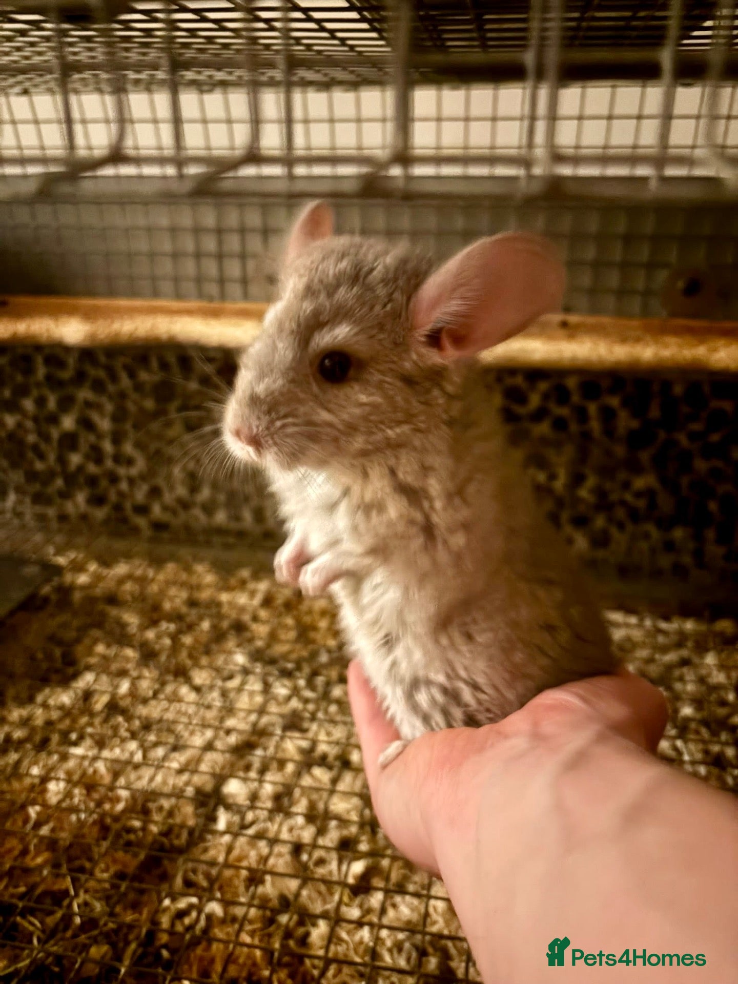 Chinchilla rodents Male beige Chinchilla kit - Advert 11