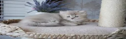 Munchkin cats for sale: Beautiful munchkin kittens - Advert 4