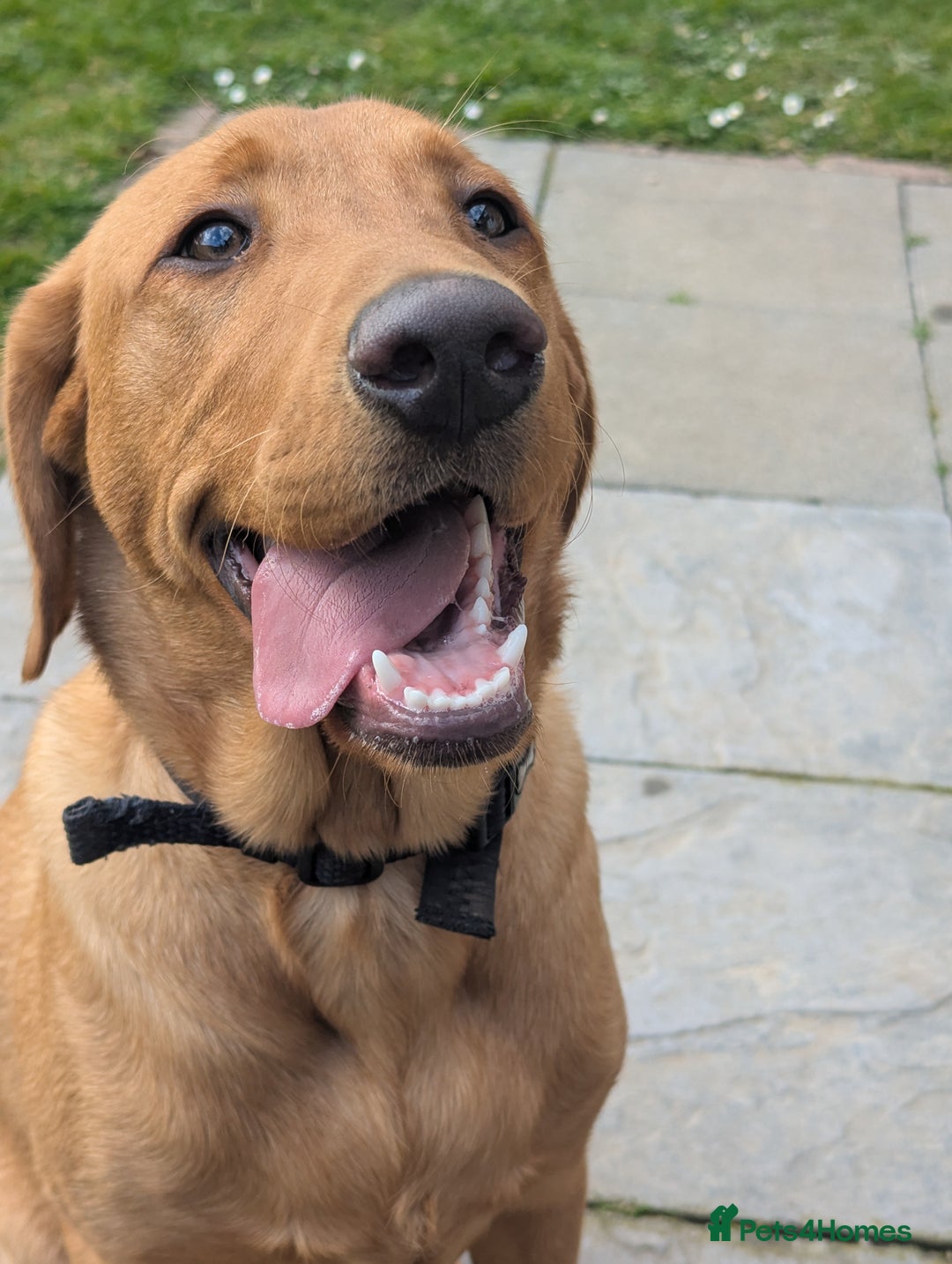 Puppy Labrador Plott Hound Mix Brindle Plott Plott Hound Lab Mix