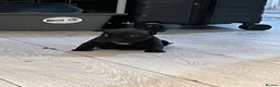 American Bully dogs for sale: Nano bully 2 females  - Advert 8