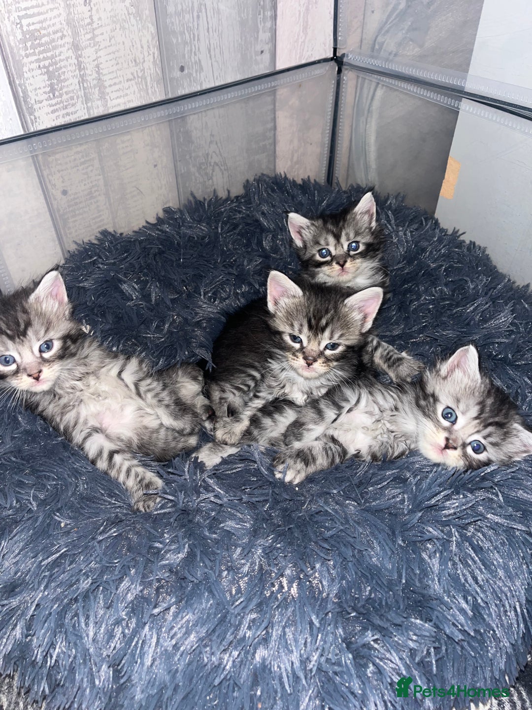 Maine Coon cats for sale: Maine coone kittens  - Image 7