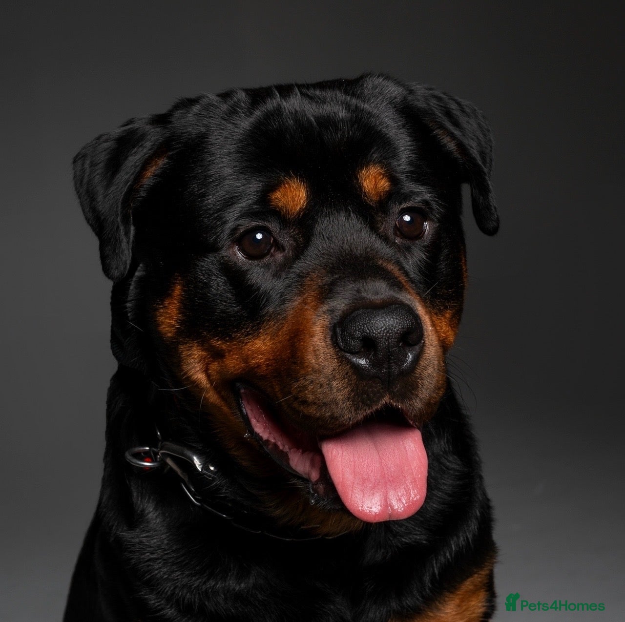 Rottweiler dogs Rottie for stud  - Advert 1