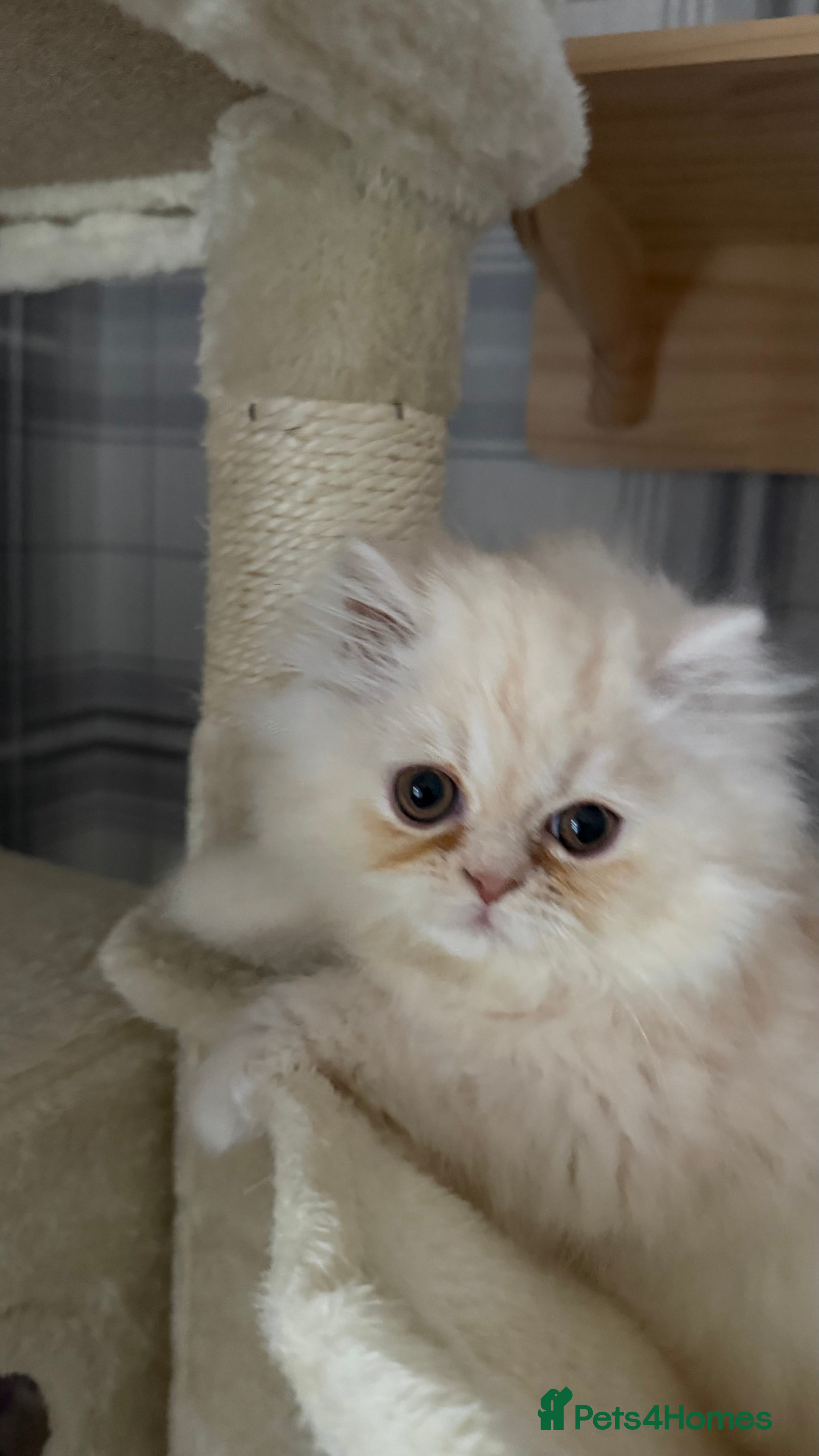 Persian cats Persian, Exotic Chinchilla Kittens (1 left) - Advert 10