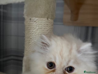 Persian cats Persian, Exotic Chinchilla Kittens ( 1 LEFT) - Advert 2