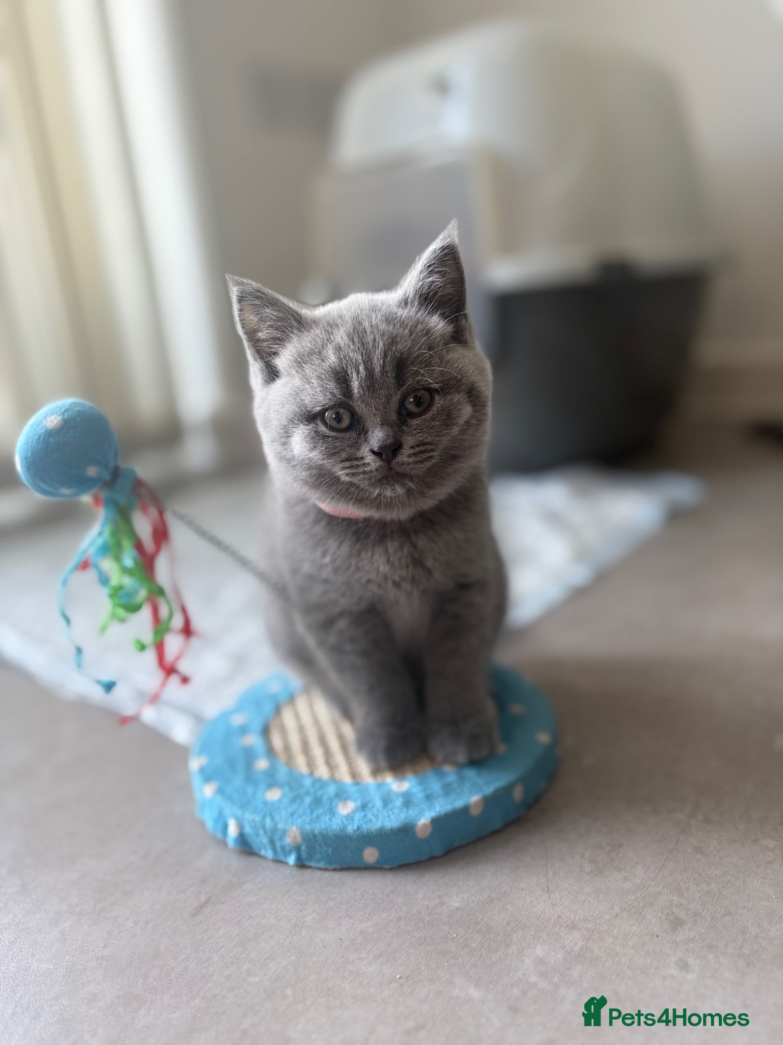 British Shorthair cats for sale: British shortcut - Advert 4