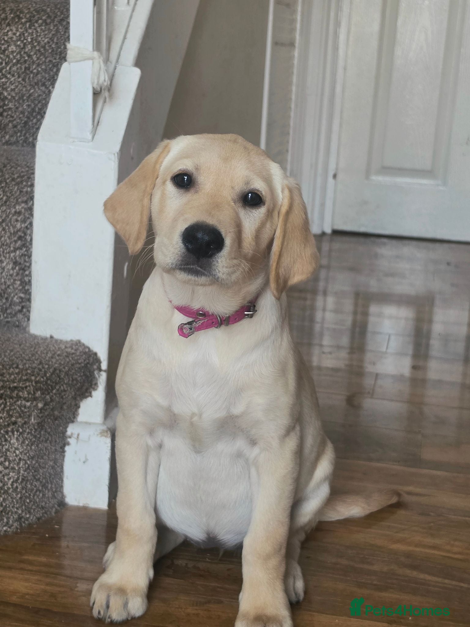 Labrador Retriever dogs READY NOW!!! KC registered Labrador Retriever  - Advert 1