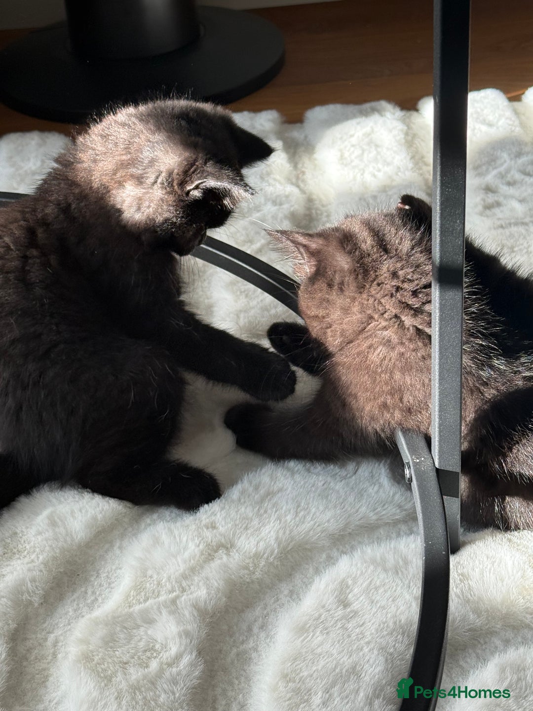 British Shorthair cats for sale: Fluffy Chocolate British Shorthair Kittens 🐾 - Image 33