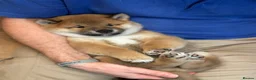 Japanese Shiba Inu dogs for sale: Shiba Inu Puppies for Sale in London in London - Advert 7