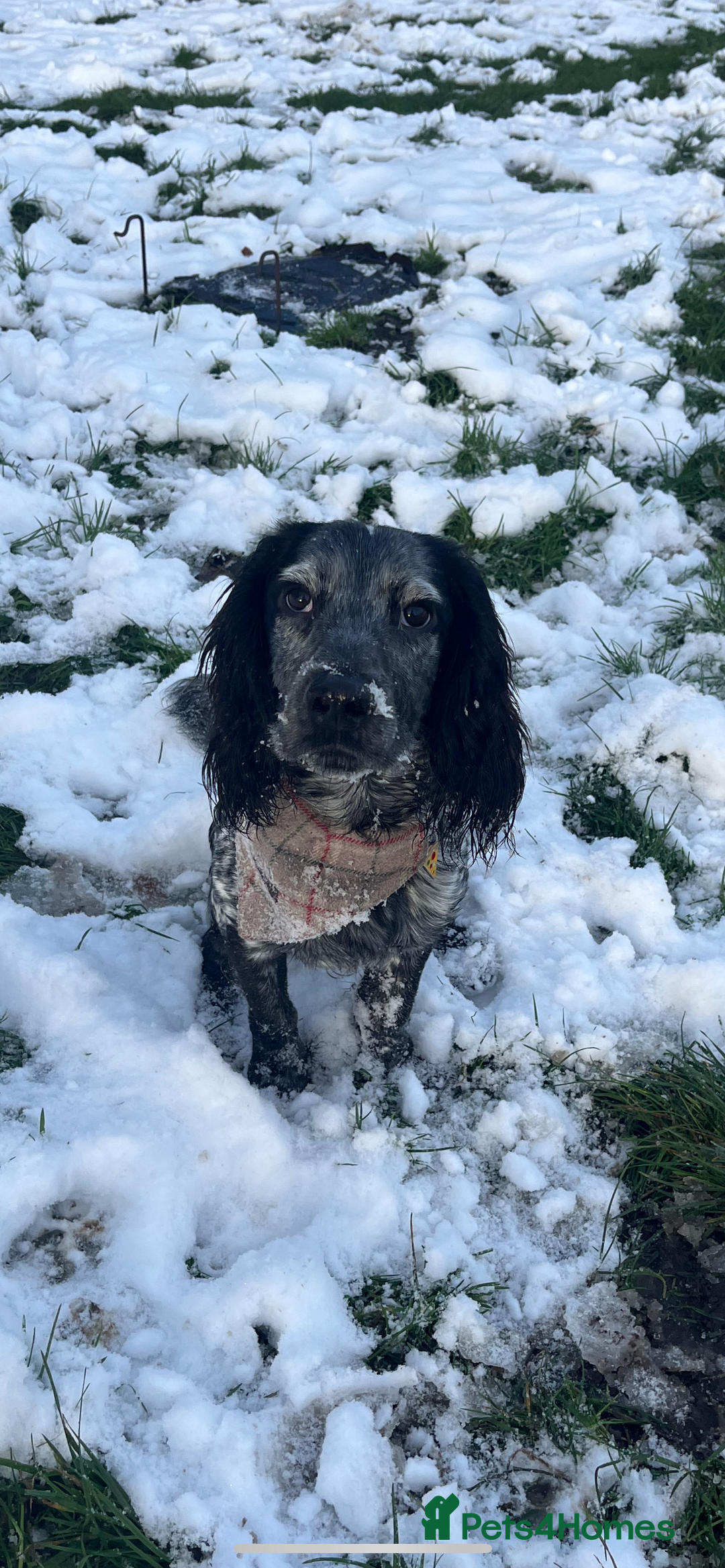 Cocker Spaniel dogs for stud: Big Stan. - Advert 5