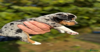 Jack Russell dogs - Advert 8
