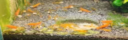 Shrimps fish for sale: Tropical Shrimp tanks + setup in Scunthorpe - Advert 10
