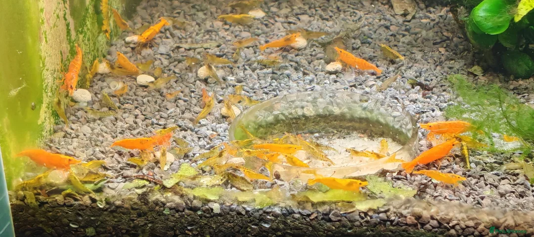 Shrimps fish for sale: Tropical Shrimp tanks + setup in Scunthorpe - Advert 10