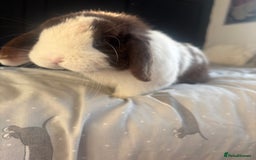 Mini Lop rabbits for sale: Beautiful Blue eyed Mini Lop for sale ( Male) in Glasgow - Image 2