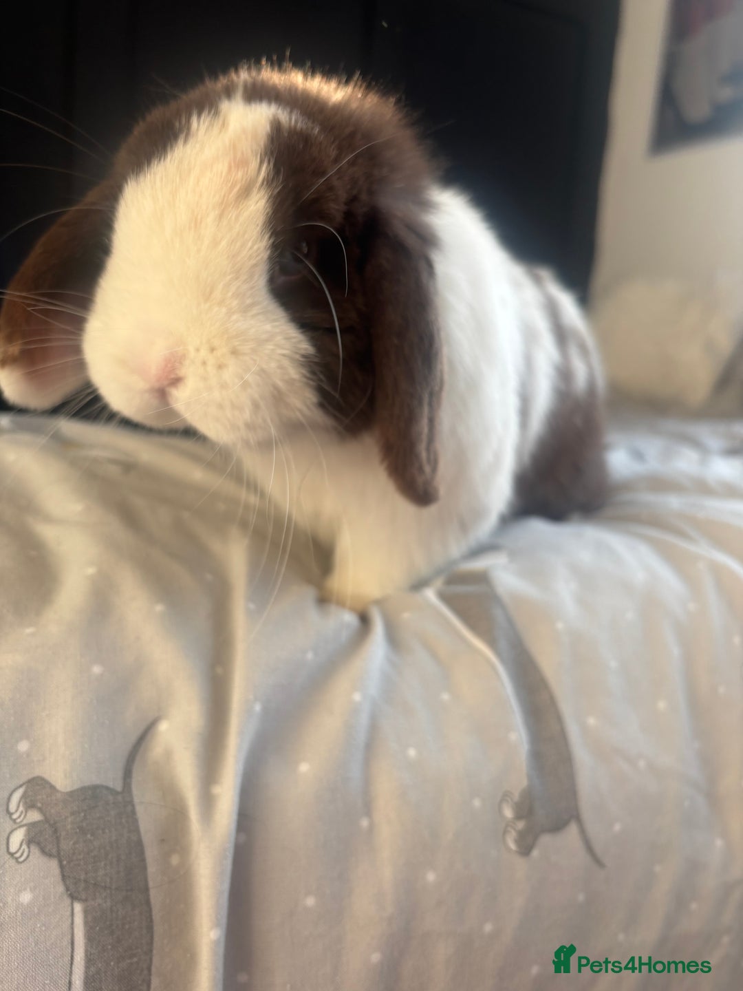 Mini Lop rabbits for sale: Beautiful Blue eyed Mini Lop for sale ( Male) in Glasgow - Image 2