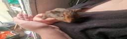 Guinea Pig rodents for sale: Male guinea pigs  - Advert 6