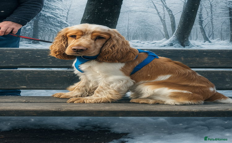 Cocker Spaniel dogs - Advert 3