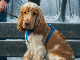 Cocker Spaniel dogs - Advert 31