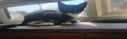 Mixed Breed cats for sale: Black and white fluffy girl - Advert 2