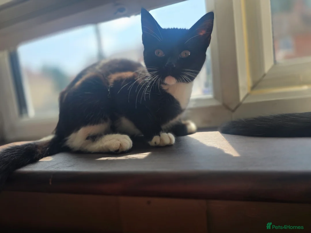 Mixed Breed cats for sale: Black and white fluffy girl - Advert 2