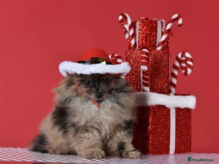 Pomeranian dogs ✨ PERFECT ✨ POMERANIANS with free delivery 🚚 ❤️ - Advert 9